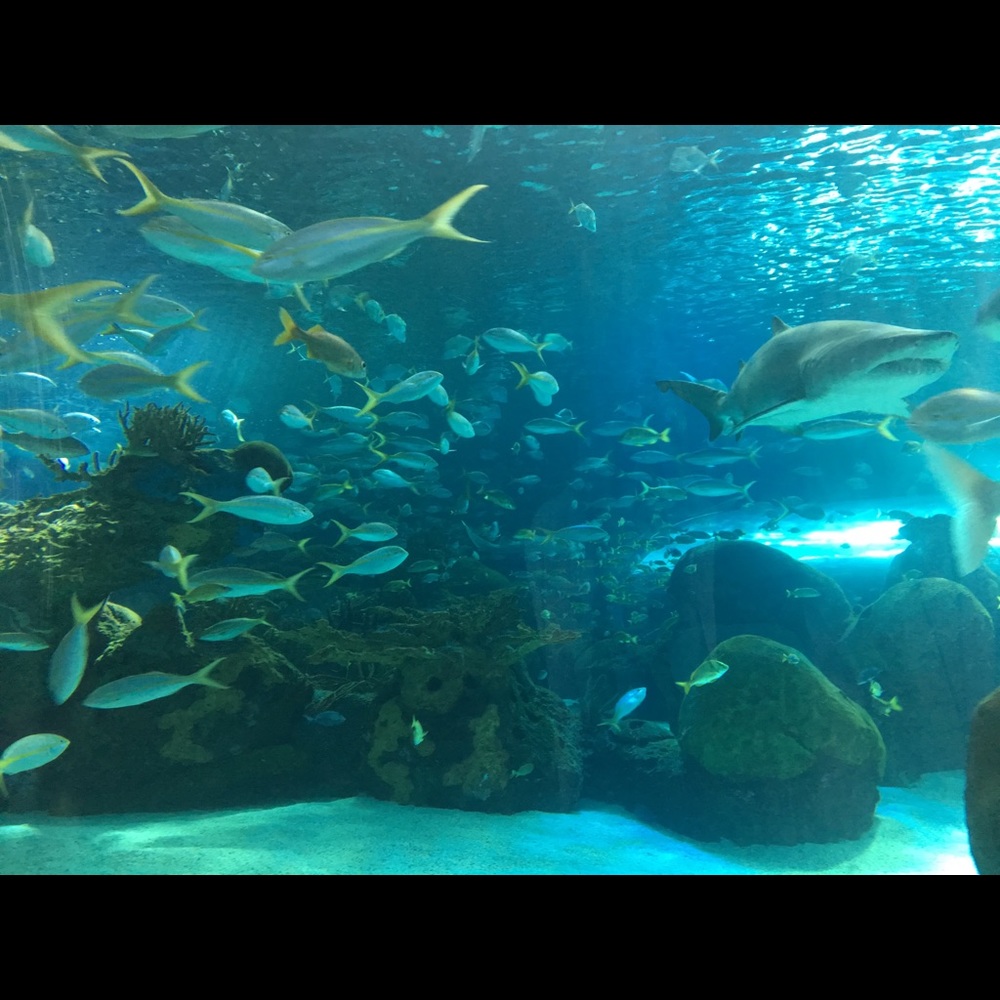 Meet your Posher, Lin